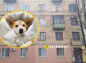 Собака мерзнет