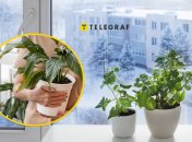 Растения на подоконнике зимой