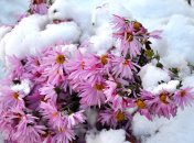 Где и как хранить хризантему, которую выкопали на зиму