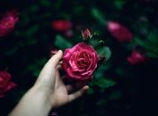 Как избавиться от тли на розах