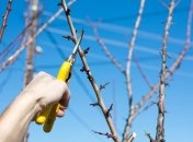 Обрезка сливового дерева весной – это неотъемлемая часть ухода за растением, обеспечивающая его здоровье и обильное плодоношение.
