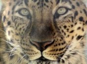 На передовой Карабаха заметили вымирающий вид леопарда (видео)