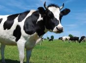 Полет коровы: в Сардинии провели операцию по спасению животного (Видео)