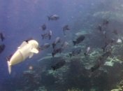 Ученые создали робота-рыбу, который мало чем отличается от живых "собратьев"