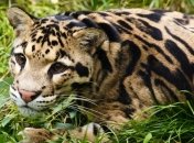 Обнаружен "вымерший" дымчатый леопард