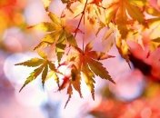 Українці будуть відпочивати від роботи з 14 по 17 жовтня включно