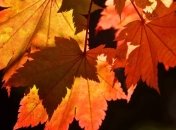 Прогноз погоды в Украине на 23 ноября: снизится температура воздуха