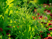 Есть определенные правила выращивания укропа (изображение создано с помощью ИИ)