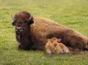 Зубр з телятком