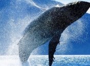 Ученые показали сердце синего кита  