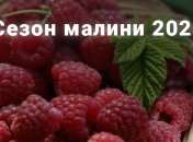 Сезон малини грянув: що треба знати при покупці цієї ягоди (інфографіка)
