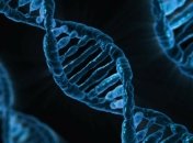 Ученые: Обнаружен новый механизм в мозге, регулирующий ожирение