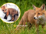 Приручение лисенков