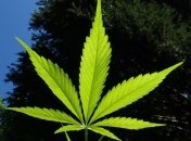 В Верховную Раду направлена петиция о легализации каннабиса 