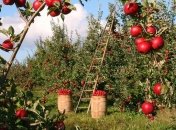 Мелкие садоводы вынуждены оставлять урожай яблок в садах из-за убытков