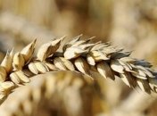 Украина будет отдавать кредит Китаю ежегодными поставками зерна