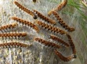 Космический материал животного происхождения: у шелка нашли новое поражающее свойство