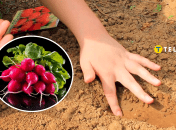 Посадка редиса