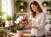 Орхидея - экзотическое комнатное растение