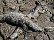 Жуткое зрелище: засуха превратила реку в унылое кладбище (Фото)