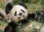 Посла панд выбрали в Китае