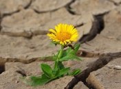 Засухи не будет: создан алгоритм, который поможет избежать недостатка осадков