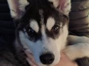 Свесила за лапы из окна: женщина жестоко издевалась над щенком в Житомире