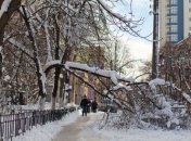 В Киеве из-за непогоды спилили около 200 аварийных деревьев