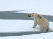 Возможно, белым мишкам не будет где жить: ледяной покров в Арктике достиг рекордного минимума