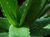 Сок алоэ вера очищает кожу и снижает воспаления