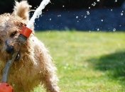 Укргідрометцентр: в Україні без опадів, температура до +30°