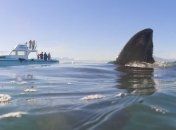 ООН: Акулы Черного моря на грани исчезновения