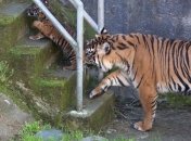 В Германии тигр загрыз сотрудника зоопарка