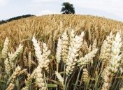 В Беларуси намолочен первый миллион тонн зерна нового урожая 