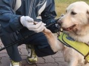 В Украине откроют центр подготовки собак для незрячих