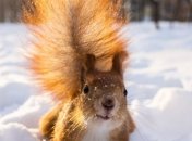 Украину накроет антициклон Yadigar: синоптик рассказала, прекратятся ли ледяные дожди