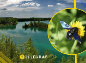 Пчела-плотник