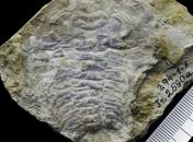 В Эстонии обнаружен самый древний в мире глаз животного