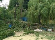 В Харьковской области на людей упало дерево, погибла женщина