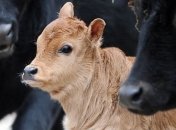 В Госбюджете на развитие животноводства предусмотрено 650 млн грн