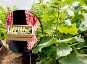 Огірки даватимуть урожай навіть під час холодів