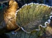 Прогноз погоды на неделю: синоптики обещают похолодание и ночные заморозки