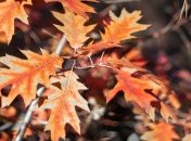 Осенняя жара в Украине надолго: чего ожидать с понедельника