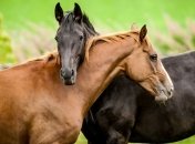 Ученые выяснили удивительный факт о лошадях 