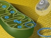 Ученые обнаружили "фонтан молодости"