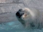 В зоопарке Буэнос-Айреса от жары скончался белый медведь