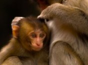 Ежегодный фестиваль обезьян в Таиланде