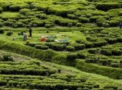 Бразилия в этом году ждет рекордного урожая кофе 