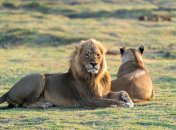 Украденные в Мариуполе львы загрызли работницу зоопарка в Крыму: в сети говорят о карме