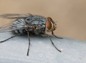 Средства, которые помогут избавиться от мух